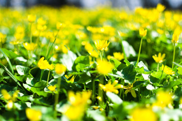 A detailed image of the first spring flowers, made in the technique of blurring the background to obtain a bokeh effect