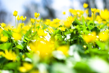 A detailed image of the first spring flowers, made in the technique of blurring the background to obtain a bokeh effect, as well as playing with the contrast of green and yellow colors.
