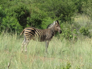 Zebra Spotted At A Nearby Safari In Pilanesberg South Africa.