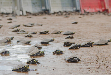 turtle on the beach