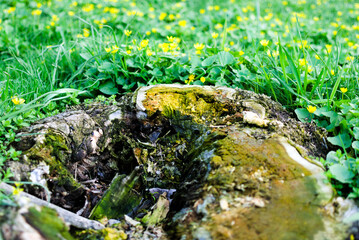a detailed image of the first spring flowers and old stump.