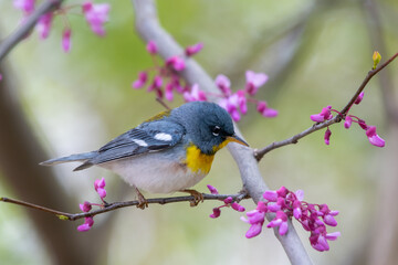 
An Adult breeding male Northern Parula (Setophaga americana) perching on a branch in the spring.