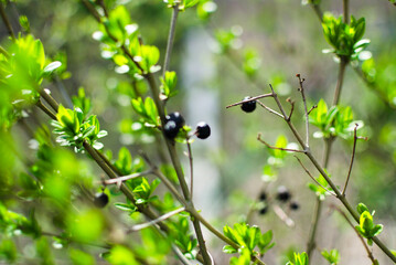 A detailed image of the first blossoming leaves and inflorescences against a blurred bokeh-style background of the azure sky.