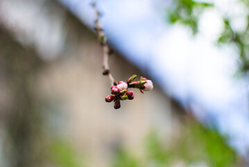 A detailed image of the first blossoming leaves and inflorescences against a blurred bokeh-style background of the azure sky.