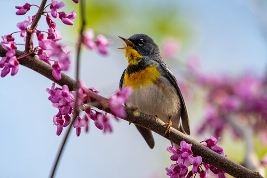 
An Adult breeding male Northern Parula (Setophaga americana) perching on a branch in the spring.