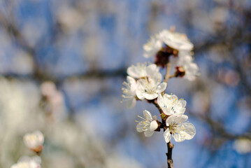 White apricot inflorescences on a blurred background