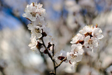White apricot inflorescences on a blurred background