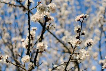 White apricot inflorescences on a blurred background