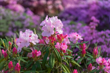 Flowering rhododendron bushes with beautiful pink flowers.