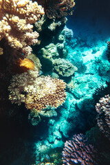 Naklejka na ściany i meble Coral reef colony in Red sea in Egypt