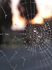 rosée du matin dans la toile