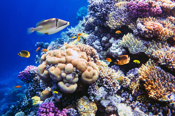 Different tropical fish on a coral reef in the Red Sea