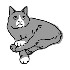 ハチワレのねこのイラスト