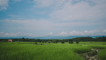 Paddy field view.