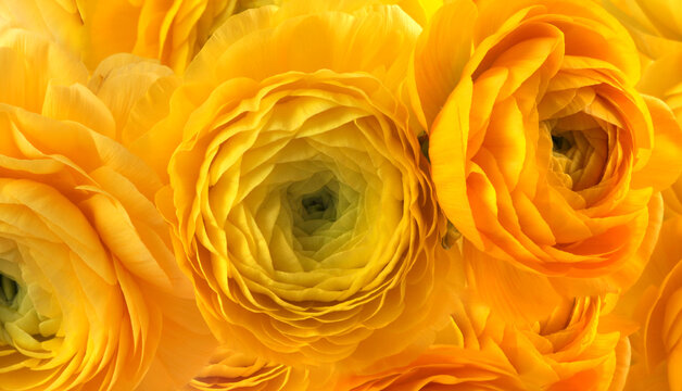 Yellow bright color anemone flower bouquet background