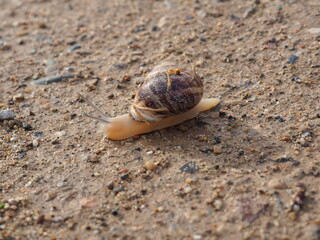 caracol paseando por el sendero una mañana de primavera, de color marrón, cuatro antenas y cuerpo gelatinoso
