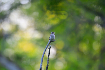 Grauschnäpper (Muscicapa striata) an seiner Nisthöhle