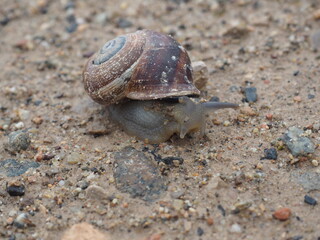 caracol paseando por el sendero una mañana de primavera, de color marrón, cuatro antenas y cuerpo gelatinoso