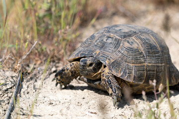 Land steppe turtle