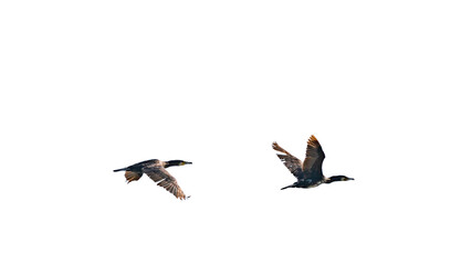 Obraz premium A flock of migratory birds in the sky