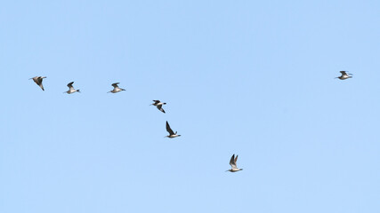 A flock of migratory birds in the sky