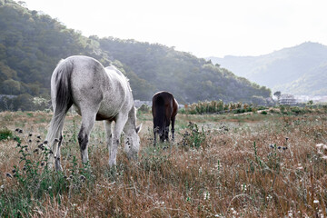 White and brown horses graze in a pasture with dry grass. Two young mares are walking across the field towards the sunset in mountain landscape.