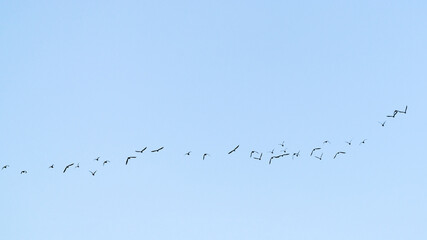 A flock of migratory birds in the sky