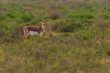 Goitered gazelle Jeyran in field. Wildlife nature reserve