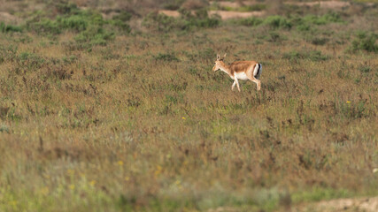 Goitered gazelle Jeyran in field. Wildlife nature reserve