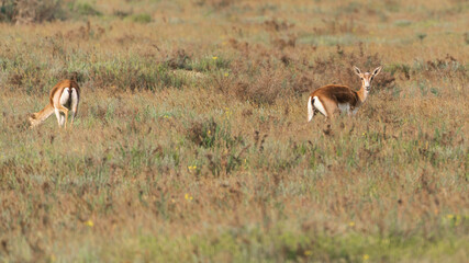 Naklejka na ściany i meble Goitered gazelle Jeyran in field. Wildlife nature reserve