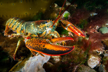 American lobster underwater foraging for food on rocky bottom.