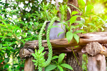 Green ivy plant  in black pot. Put on a tree support