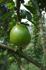 Crescentia cujete fruit with a natural background. Also called Calabash tree