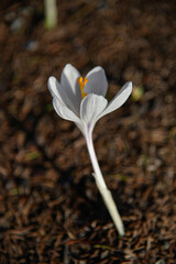 White crocus flower, spring or giant crocus - crocus versus - in closeup, selective focus