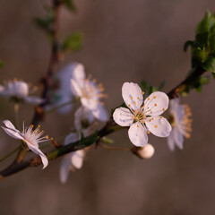 tree blossom
