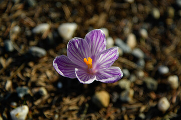 Purple crocus flower, violet crocus, spring or giant crocus - crocus versus - in closeup, selective...
