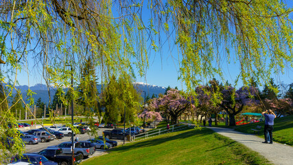 Obraz premium Spring blossoms viewed through weeping willow branches with a backdrop of snow-clad mountains 