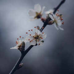 tree blossom