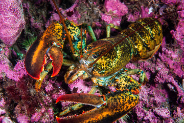 American lobster underwater foraging for food on rocky bottom.