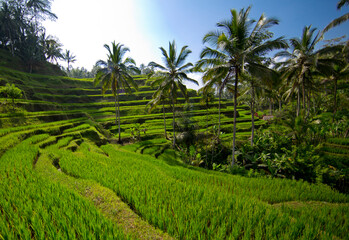 Fototapeta na wymiar balinese rice fields on a sunny day