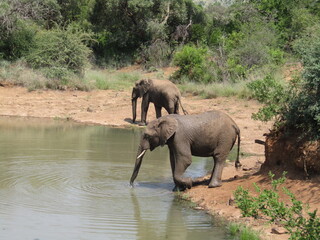 Elephants Take A Water Break Right In The Middle Of A Safari.