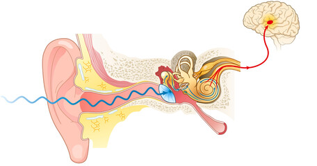 Ear anatomy. Illustration showing the way of a sound wave to the brain - obrazy, fototapety, plakaty