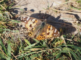 mariposa calentando sus alas extendidas al sol sobre un sendero, de color blanco, marrón y...