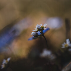 bee on flower