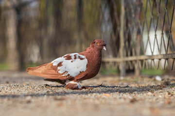 Little beautiful bird pigeon. The pigeon teeth grains on the road.