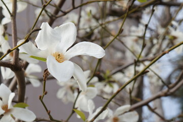 白い花のクローズアップ