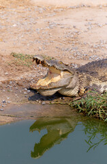 Wildlife crocodile sleeping and open mouth laying on the ground near the river in the nature.