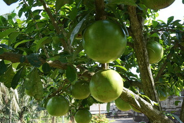 Crescentia cujete fruit with a natural background. Also called Calabash tree