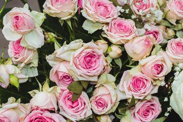 Obraz na płótnie Canvas Gorgeous close-up roses. Blooming delicate roses in a bouquet. Festive floral background in pastel colors. Pastel pink roses close-up.
