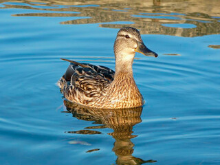 Fototapeta premium Duck swimming in the lake